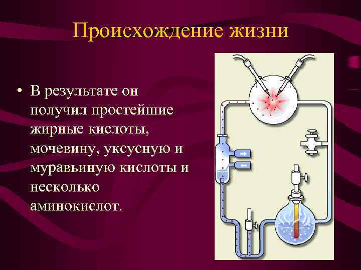 Происхождение жизни • В результате он получил простейшие жирные кислоты, мочевину, уксусную и муравьиную