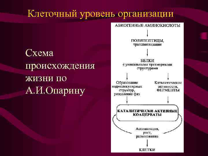 Клеточный уровень организации Схема происхождения жизни по А. И. Опарину 
