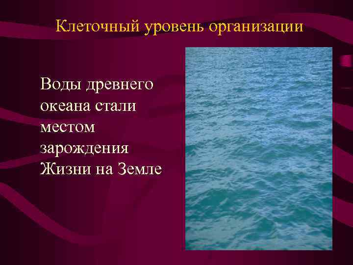 Клеточный уровень организации Воды древнего океана стали местом зарождения Жизни на Земле 