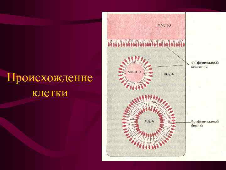 Происхождение клетки 