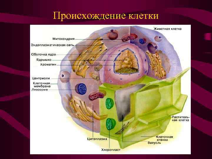 Происхождение клетки 
