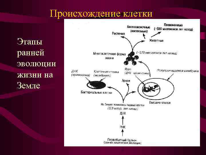Происхождение клетки Этапы ранней эволюции жизни на Земле 