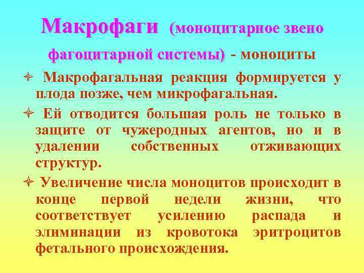  Макрофаги  (моноцитарное звено  фагоцитарной системы) - моноциты ò Макрофагальная реакция формируется