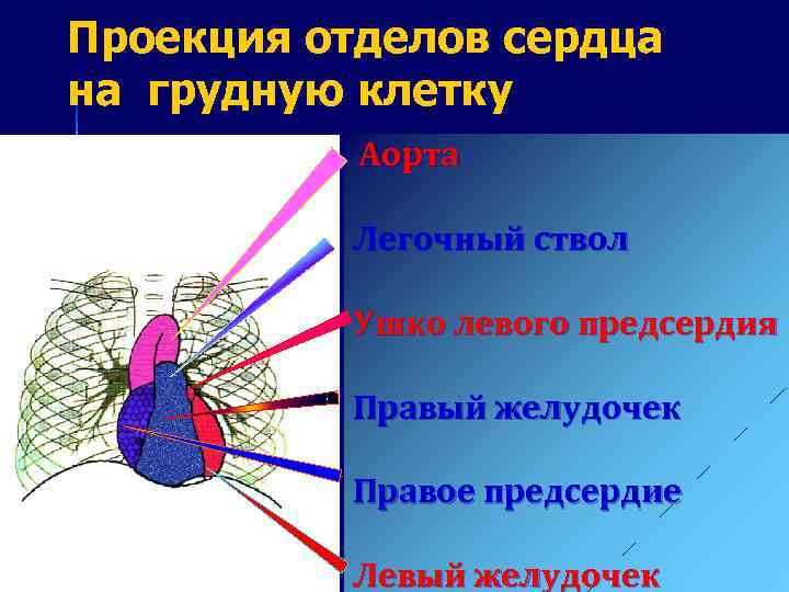 Легочный ствол рисунок