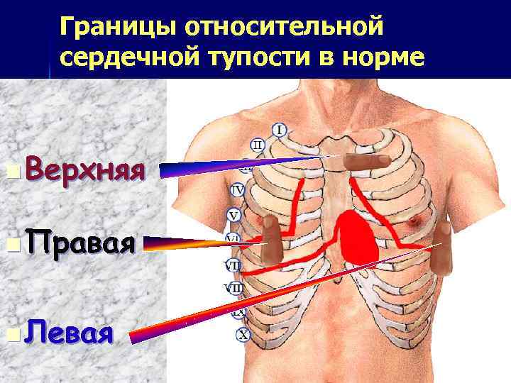 Тупость сердца. Нормальные границы относительной сердечной тупости. Перкуссия границ относительной тупости сердца норма. Границы относительной и абсолютной тупости сердца в норме. Перкуссия сердца границы относительной сердечной тупости.