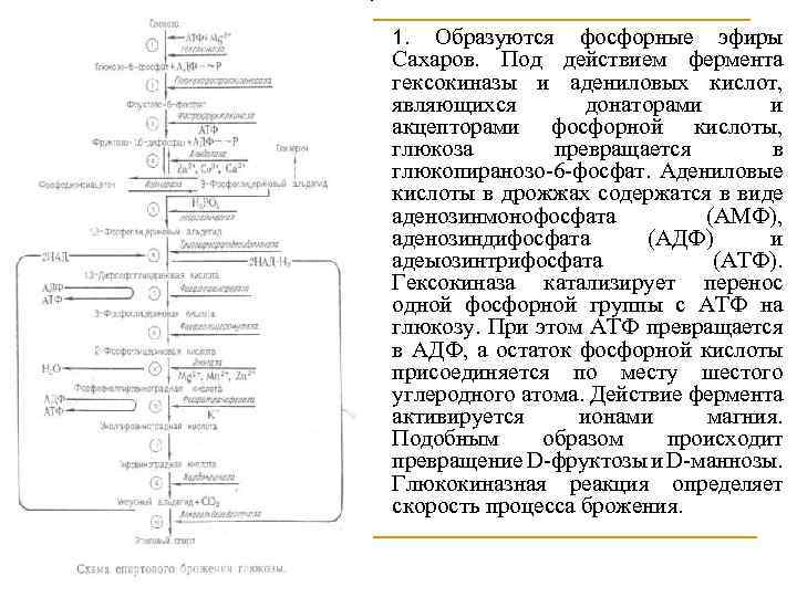 n 1. Образуются фосфорные эфиры Сахаров. Под действием фермента гексокиназы и адениловых кислот, являющихся