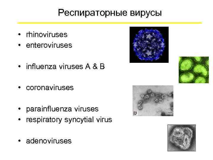  Респираторные вирусы • rhinoviruses • enteroviruses • influenza viruses A & B •