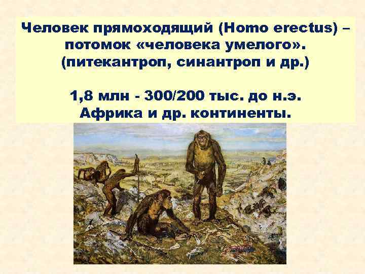 Человек прямоходящий (Homo erectus) – потомок «человека умелого» . (питекантроп, синантроп и др. )