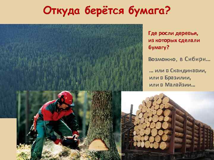 Откуда берётся бумага? Где росли деревья, из которых сделали бумагу? Возможно, в Сибири… …