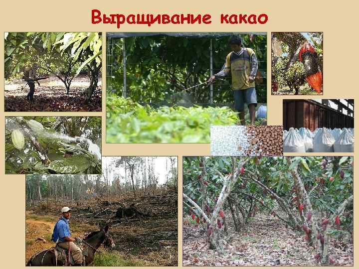 Выращивание какао 