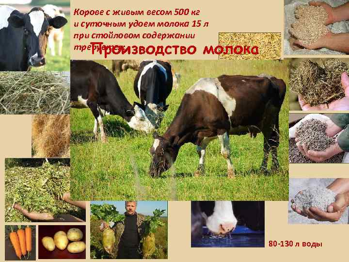 Корове с живым весом 500 кг и суточным удоем молока 15 л при стойловом