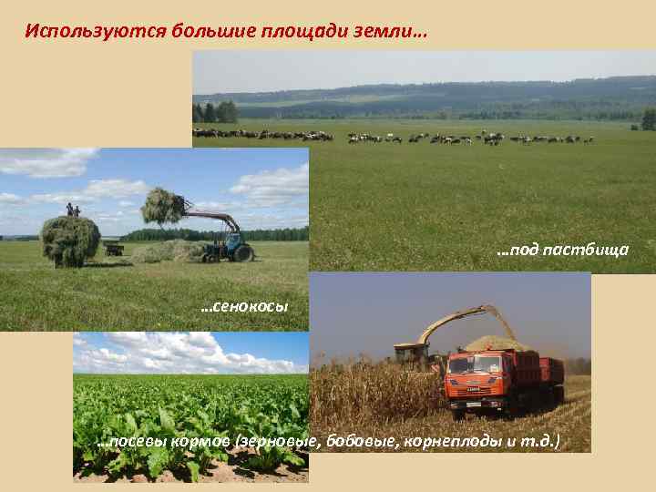 Используются большие площади земли… …под пастбища …сенокосы …посевы кормов (зерновые, бобовые, корнеплоды и т.