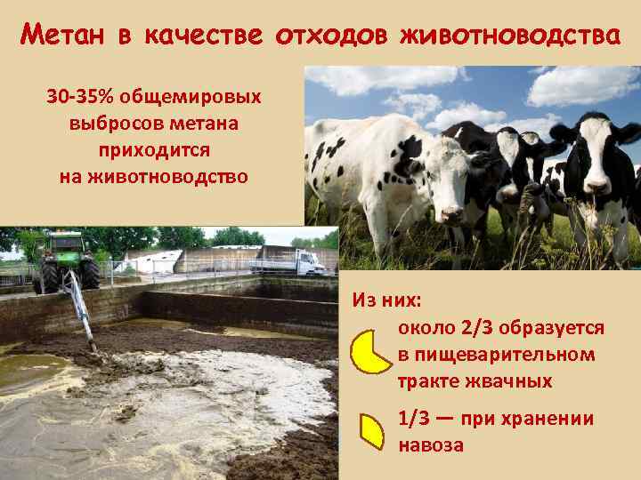 Метан в качестве отходов животноводства 30 -35% общемировых выбросов метана приходится на животноводство Из