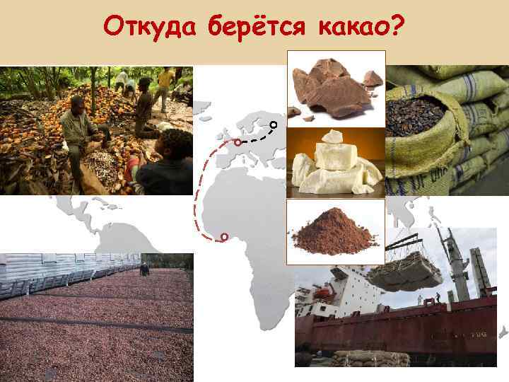 Откуда берётся какао? 