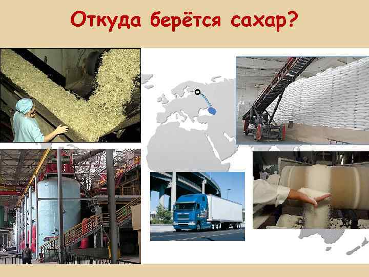 Откуда берётся сахар? 