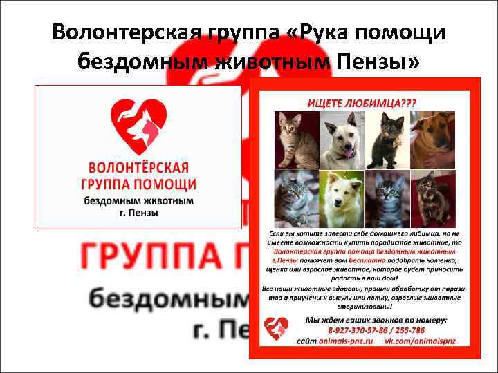 Волонтерская группа «Рука помощи бездомным животным Пензы» 