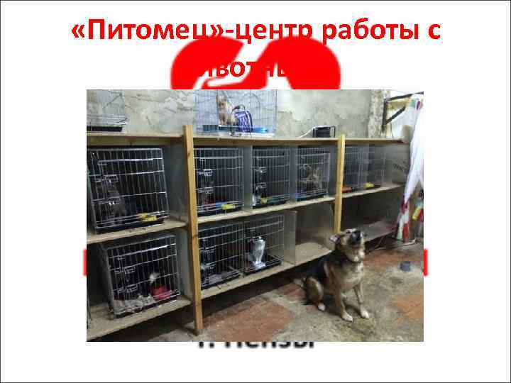  «Питомец» -центр работы с животными 