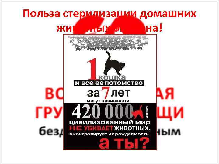 Польза стерилизации домашних животных огромна! 