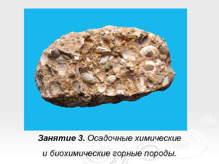 Занятие 3. Осадочные химические и биохимические горные породы. 