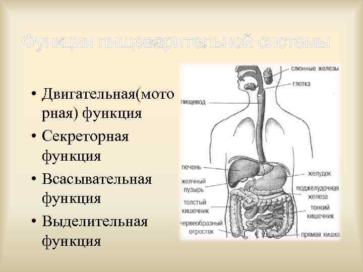 Функции пищеварительной системы • Двигательная(мото рная) функция • Секреторная функция • Всасывательная функция •
