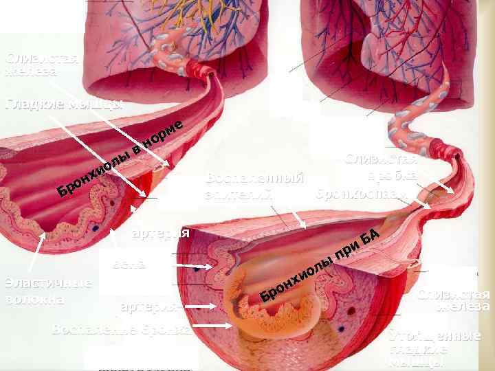 Слизистая железа Гладкие мышцы ы ол и нх ро Б ме р но в