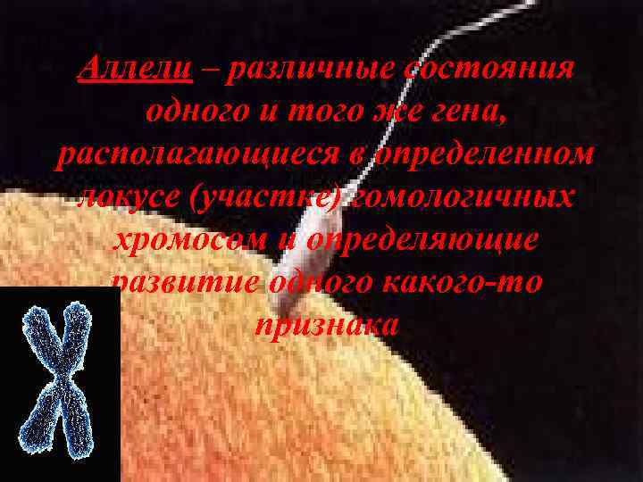 Аллели – различные состояния одного и того же гена, располагающиеся в определенном локусе (участке)