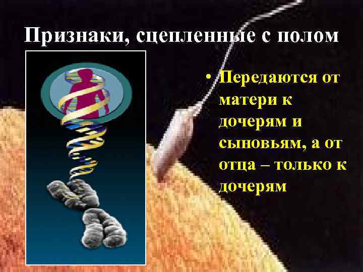 Признаки, сцепленные с полом • Передаются от матери к дочерям и сыновьям, а от