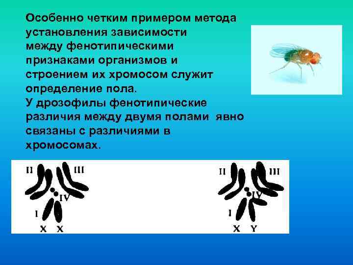 Особенно четким примером метода установления зависимости между фенотипическими признаками организмов и строением их хромосом