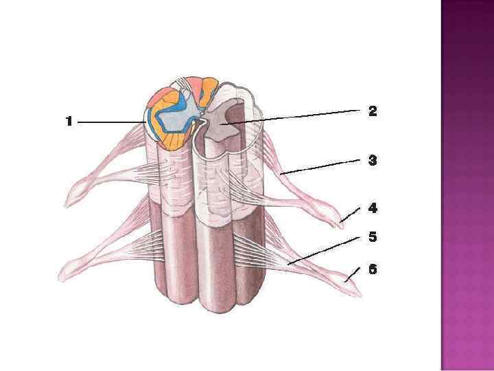 Задние столбы спинного. Серое и белое вещество спинного мозга анатомия. Серого и белого вещества сегмента спинного мозга. Строение и функции белого и серого вещества спинного мозга. Срединная перегородка спинного мозга.