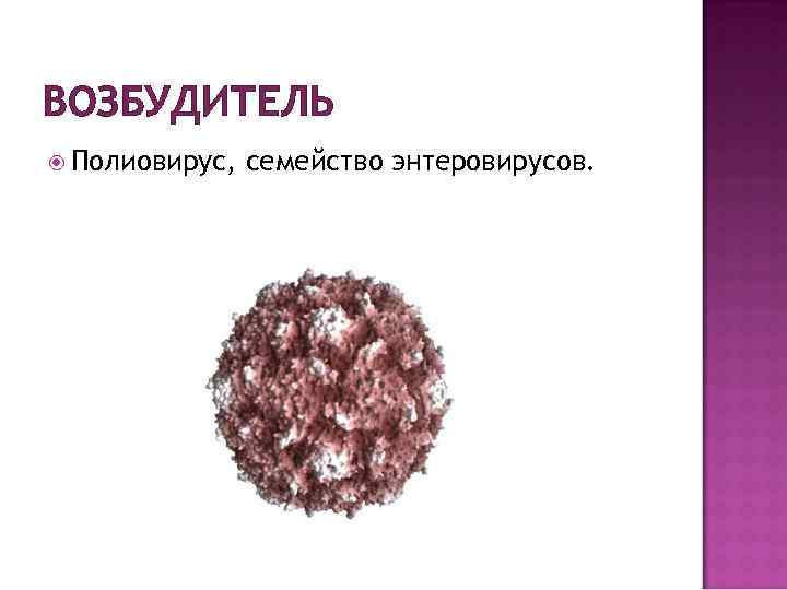 ВОЗБУДИТЕЛЬ Полиовирус, семейство энтеровирусов. 