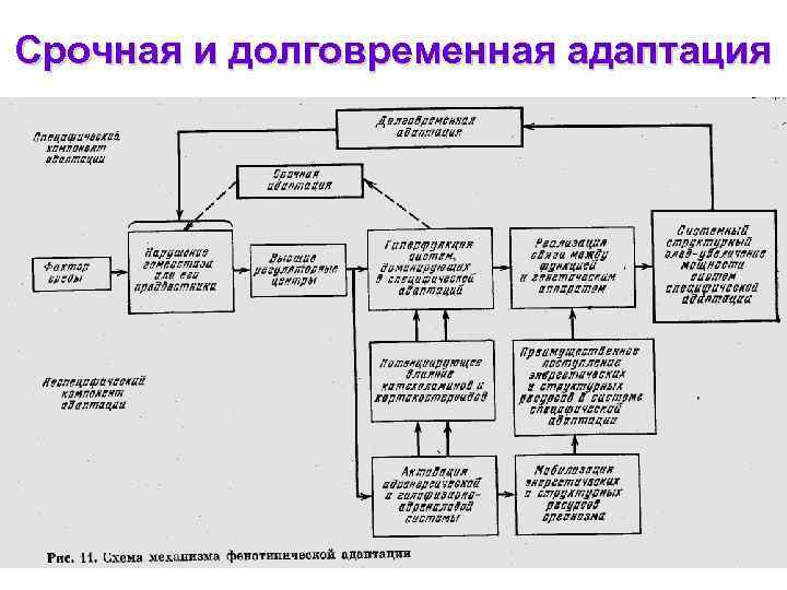 Схему механизмов адаптации