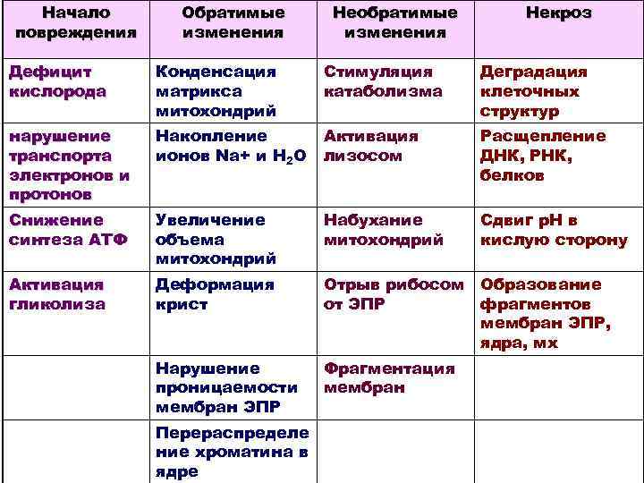 Начало повреждения Обратимые изменения Необратимые изменения Некроз Дефицит кислорода Конденсация матрикса митохондрий Стимуляция катаболизма