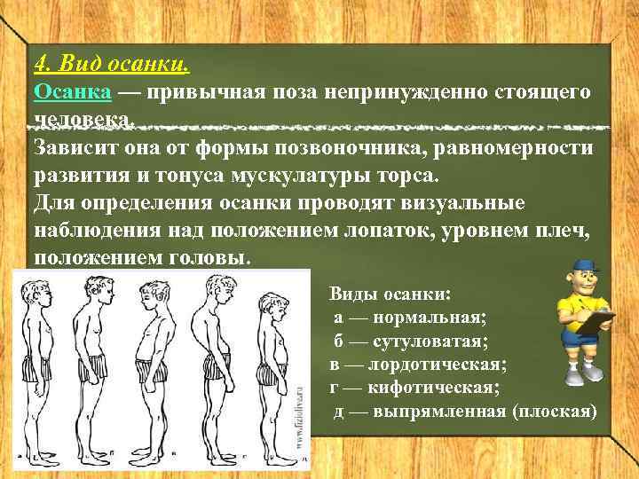4. Вид осанки. Осанка — привычная поза непринужденно стоящего человека. Зависит она от формы