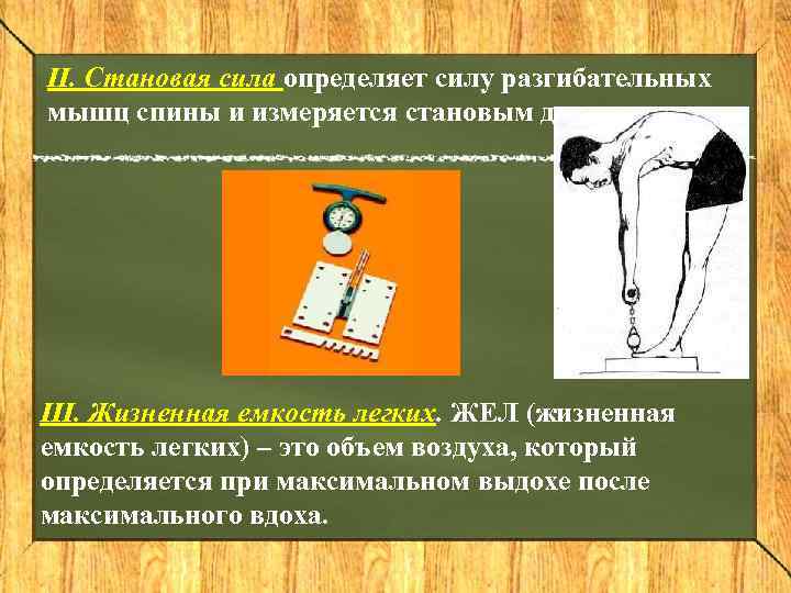 II. Становая сила определяет силу разгибательных мышц спины и измеряется становым динамометром. III. Жизненная