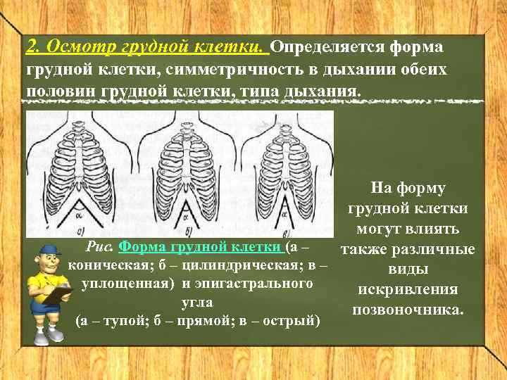 2. Осмотр грудной клетки. Определяется форма грудной клетки, симметричность в дыхании обеих половин грудной