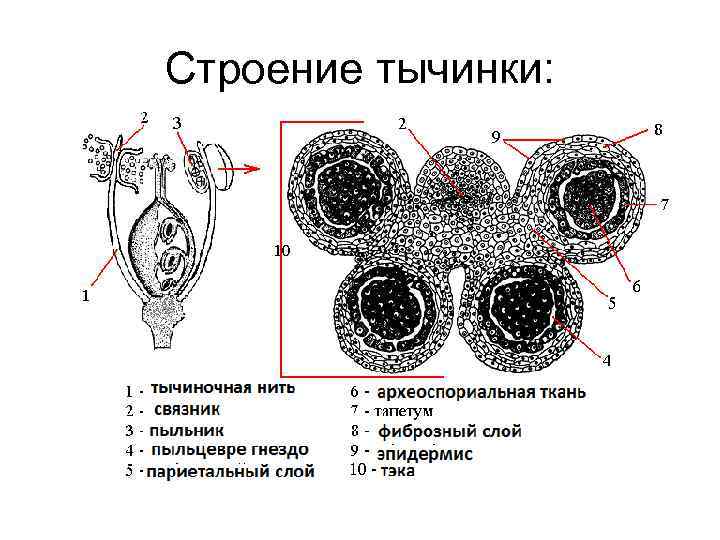 Строение тычинки: 