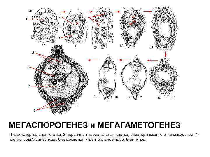 МЕГАСПОРОГЕНЕЗ и МЕГАГАМЕТОГЕНЕЗ 1 -архиспориальная клетка, 2 -первичная париетальная клетка, 3 -материнская клетка микроспор,