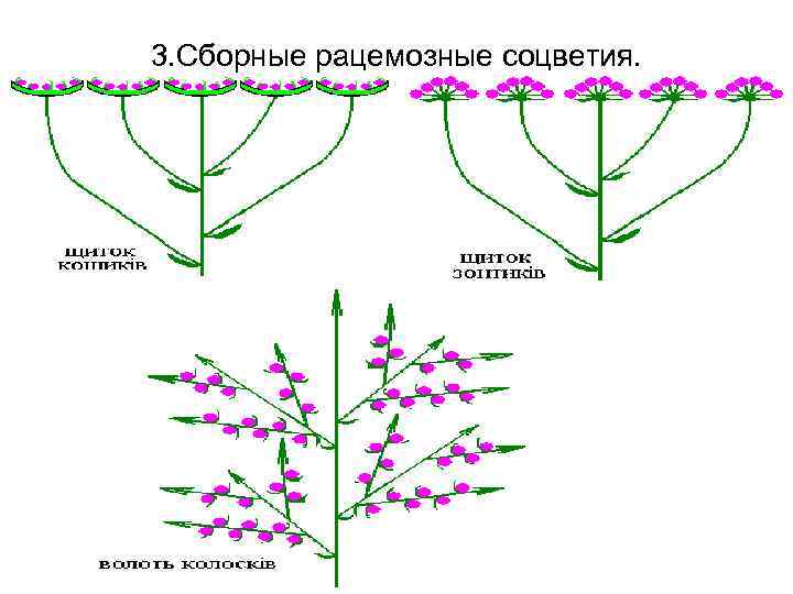 3. Сборные рацемозные соцветия. 