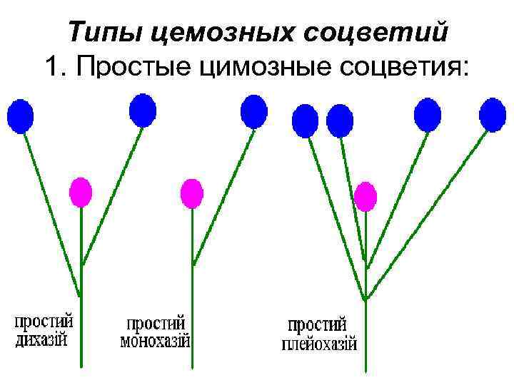 Типы цемозных соцветий 1. Простые цимозные соцветия: 