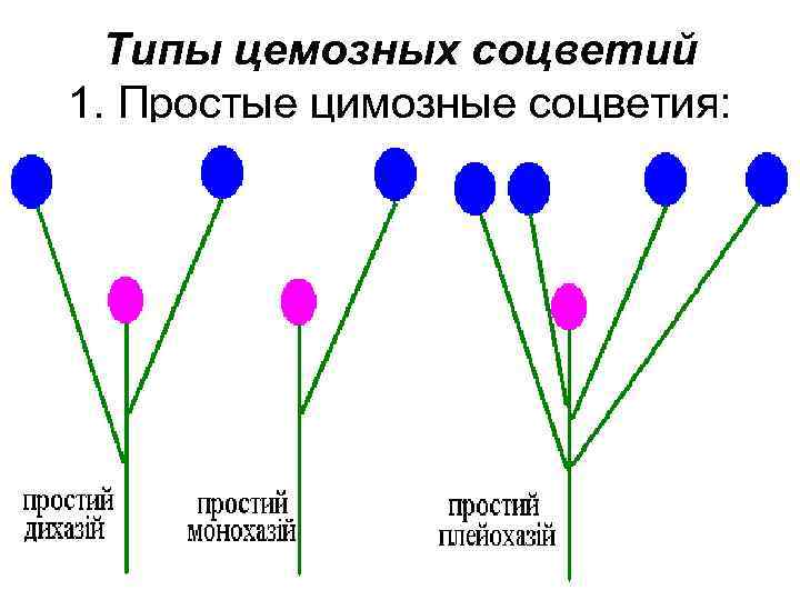 Схема соцветия завиток