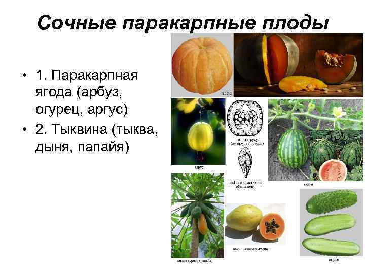 Сочные паракарпные плоды • 1. Паракарпная ягода (арбуз, огурец, аргус) • 2. Тыквина (тыква,