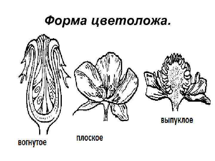 Найди какие обозначения на рисунке соответствует органам цветка в котором происходит оплодотворение