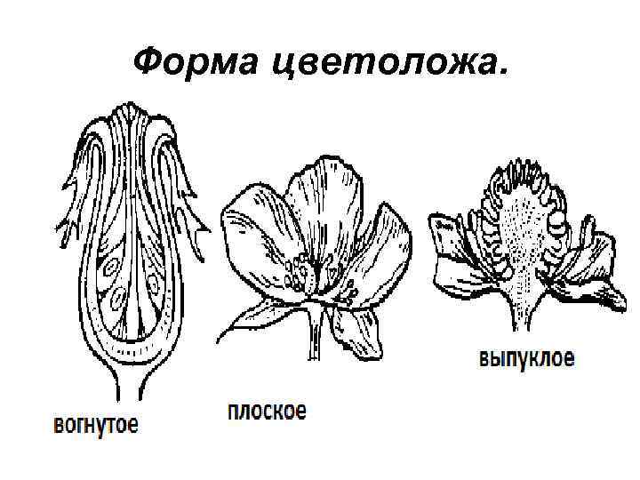 Цветоложе. Форма цветоложе у горчицы полевой. Строение цветоложе. Выпуклое цветоложе. Гинецей шиповника.