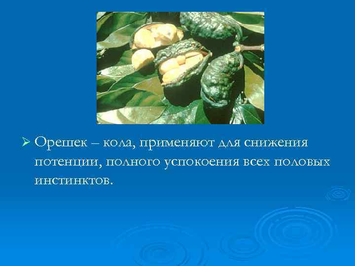 Ø Орешек – кола, применяют для снижения потенции, полного успокоения всех половых инстинктов. 