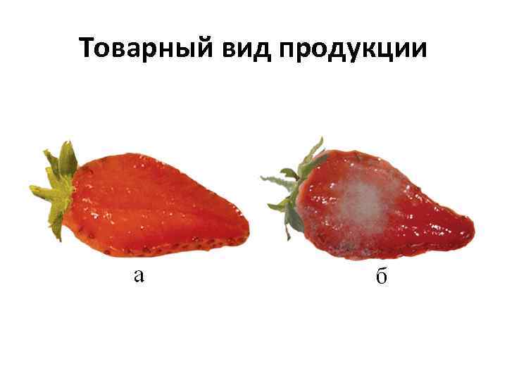 Товарный вид продукции 