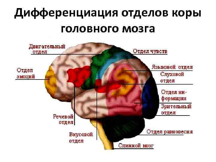 Центр слуха в каком отделе мозга. Зоны головного мозга. Отделы головного мозга. Отделы коры мозга. Отделы и зоны головного мозга.