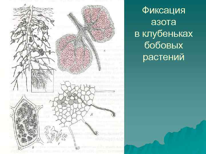 Фиксация азота в клубеньках бобовых растений 