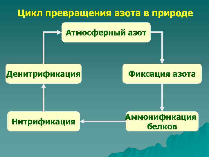 Цикл превращения азота в природе Атмосферный азот Денитрификация Фиксация азота Нитрификация Аммонификация белков 