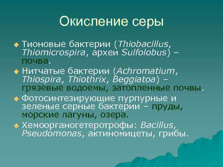 Окисление серы Тионовые бактерии (Thiobacillus, Thiomicrospira, археи Sulfolobus) – почва. u Нитчатые бактерии (Achromatium,