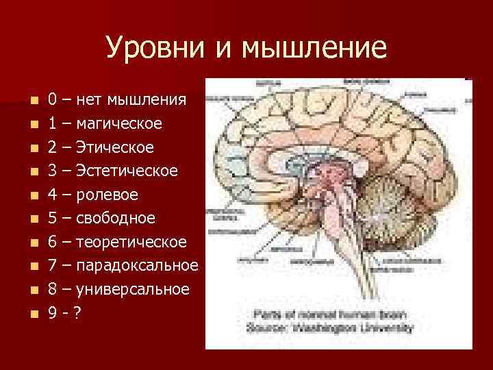 Уровни и мышление n n n n n 0 – нет мышления 1 –